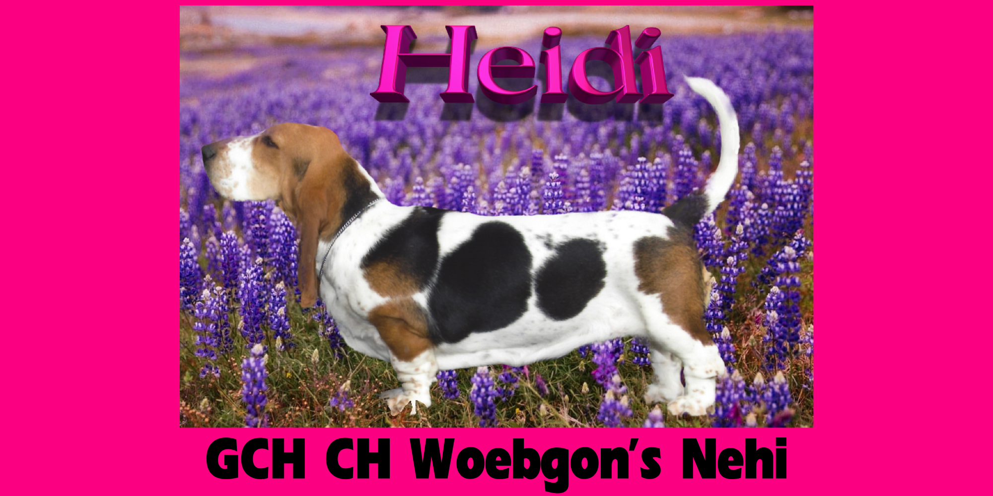 Local basset hot sale hound breeders
